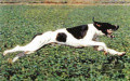 Pedigree VUDU DEL VENTO CH Pedigree VUDU DEL VENTO CH